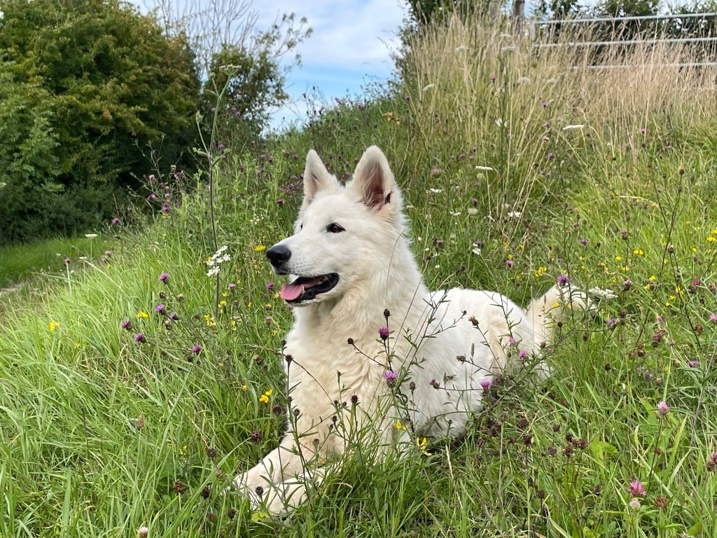 Lady aylee vom friauler zar