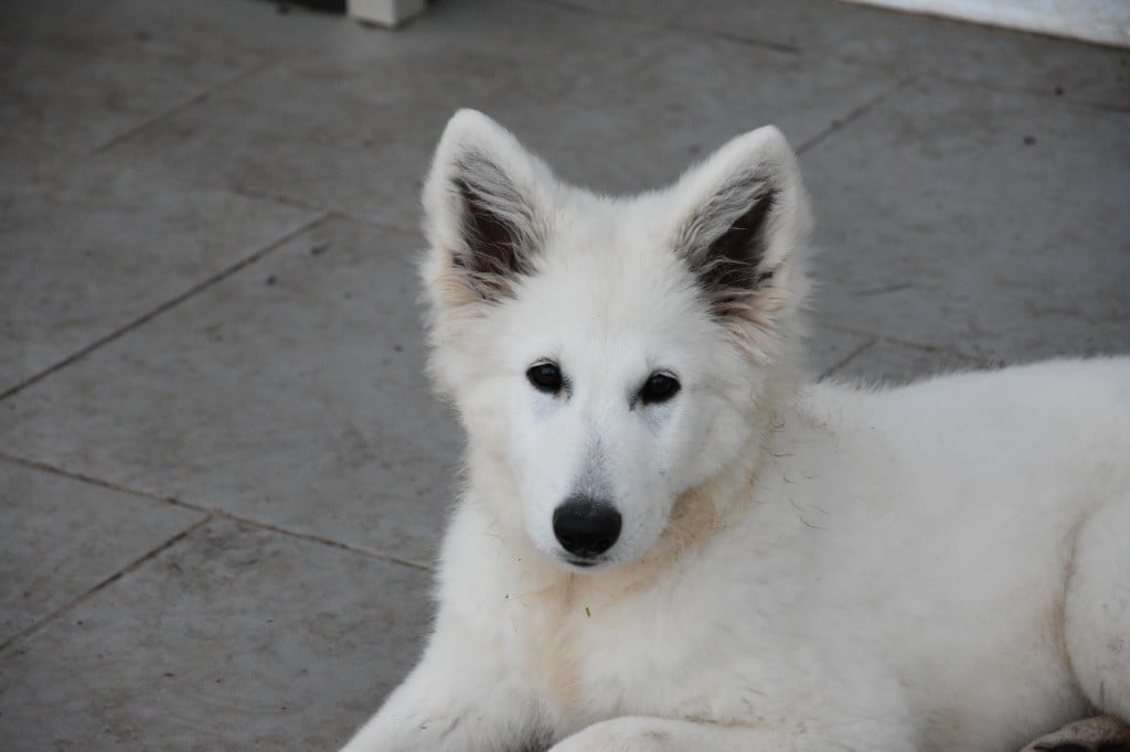 Lady aylee vom friauler zar