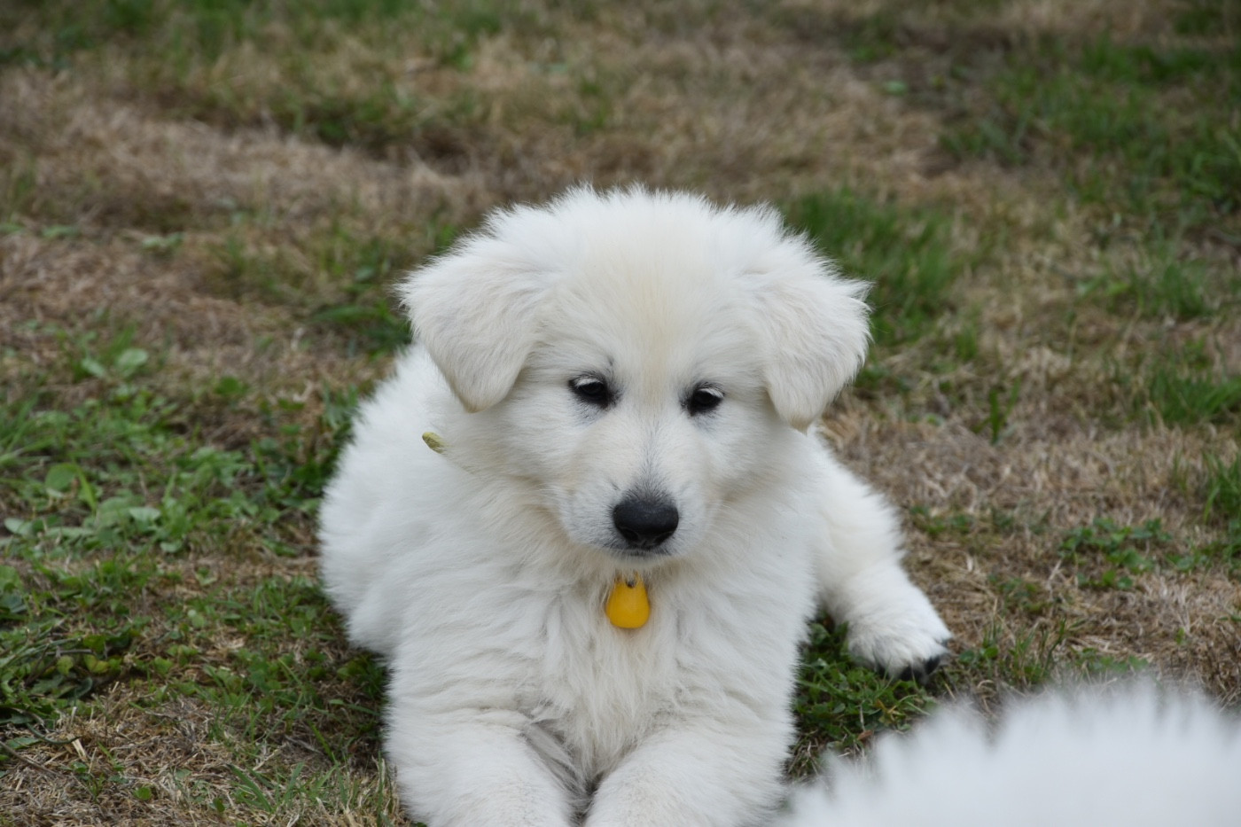 Bulle