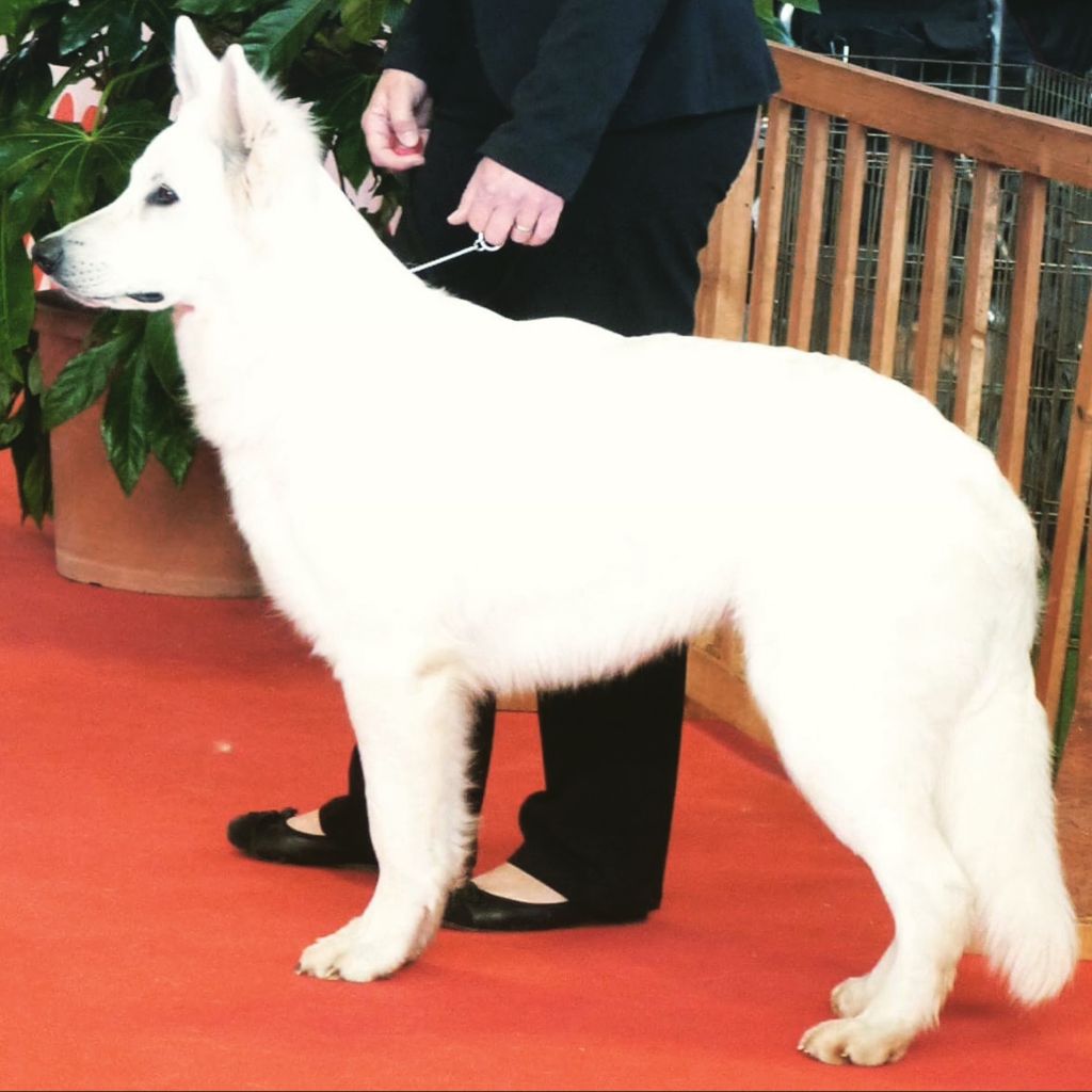 Lovely maya Des Murmures De Wolfenne - 3ème Excellent Classe Jeune et Confirmation