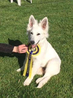 Lovely maya Des Murmures De Wolfenne - Meilleure Baby femelle