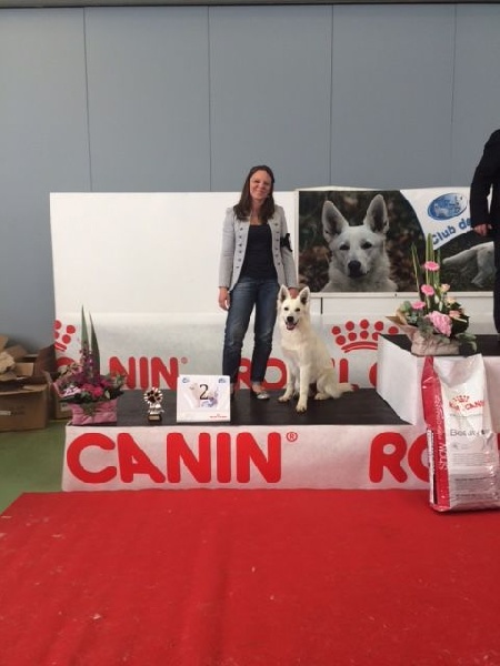 Lovely maya Des Murmures De Wolfenne - 2ème Meilleure Puppy femelle