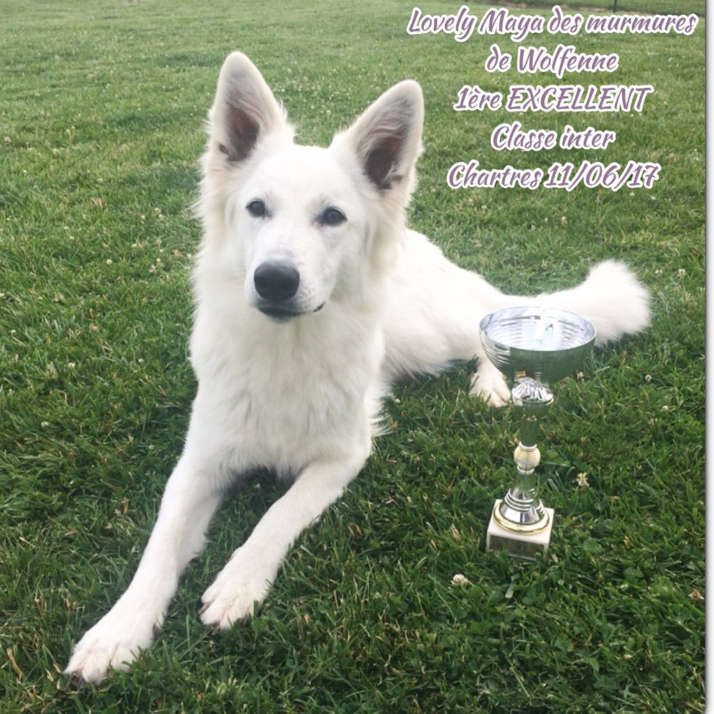 Lovely maya Des Murmures De Wolfenne - 1ère EXCELLENT Classe Intermédiaire