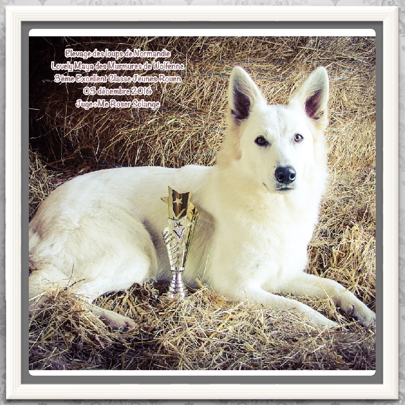 Lovely maya Des Murmures De Wolfenne - 3éme Excellent classe Jeunes