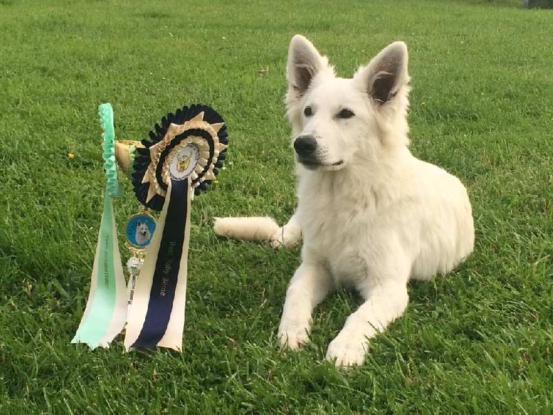 Lovely maya Des Murmures De Wolfenne - Meilleur Baby - Best In Show 3ème Meilleur Baby