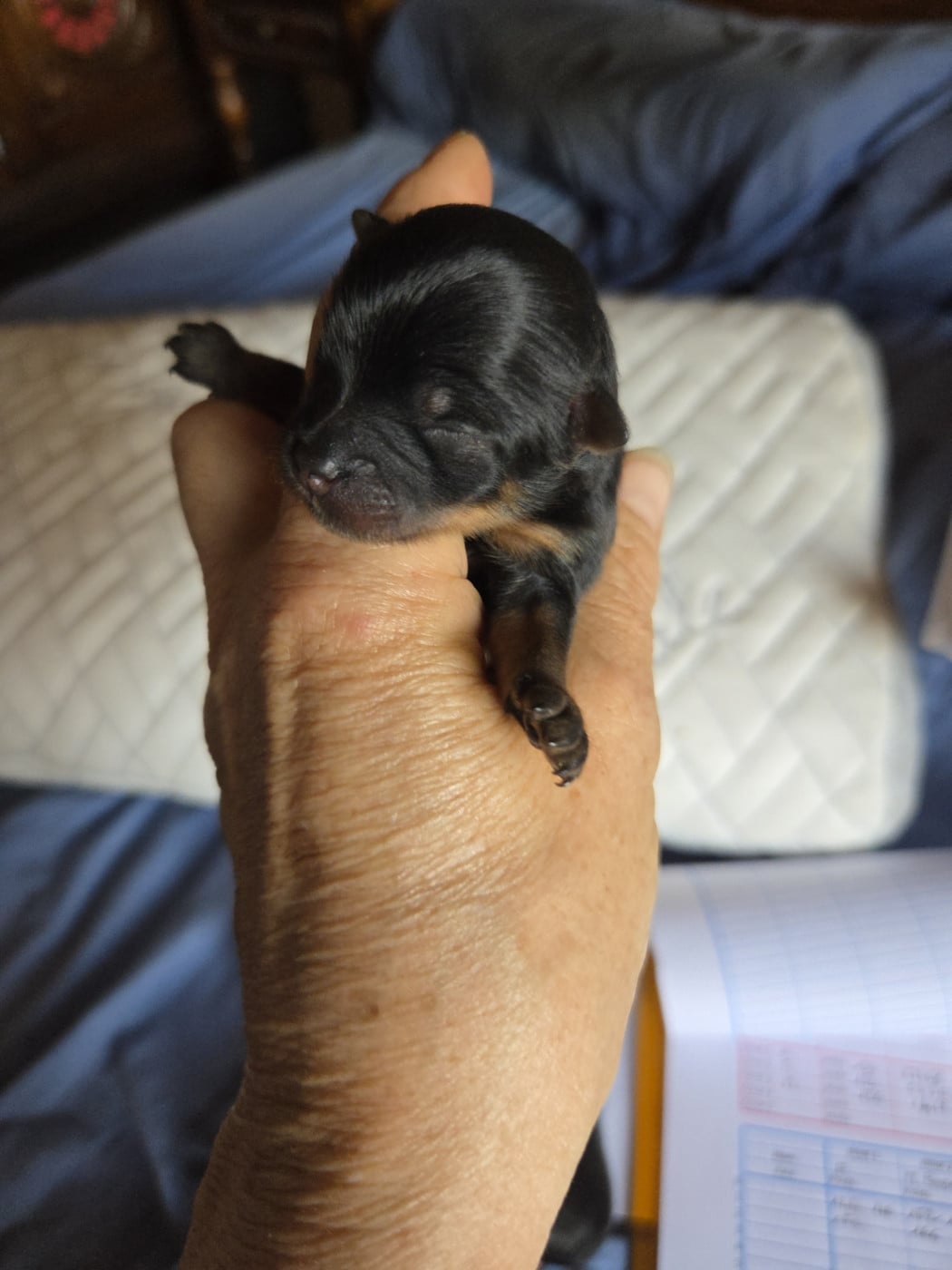 Chiot N°2 - Spitz allemand