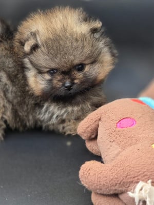 Les chiots de Spitz allemand