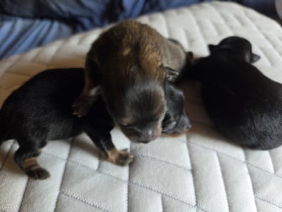 Les chiots de Spitz allemand