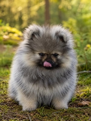 Les chiots de Spitz allemand