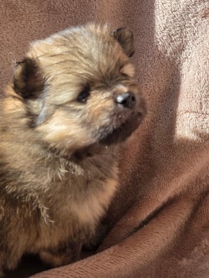 Les chiots de Spitz allemand