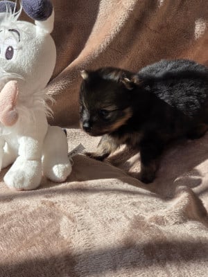 Les chiots de Spitz allemand