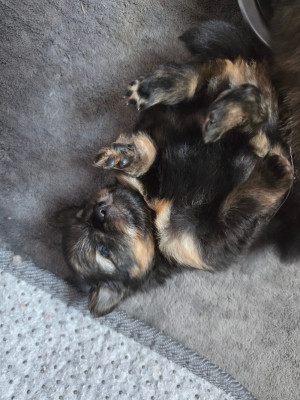 Les chiots de Spitz allemand