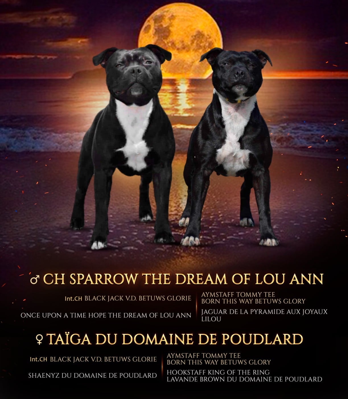 Staffordshire Bull Terrier - du Domaine de Poudlard