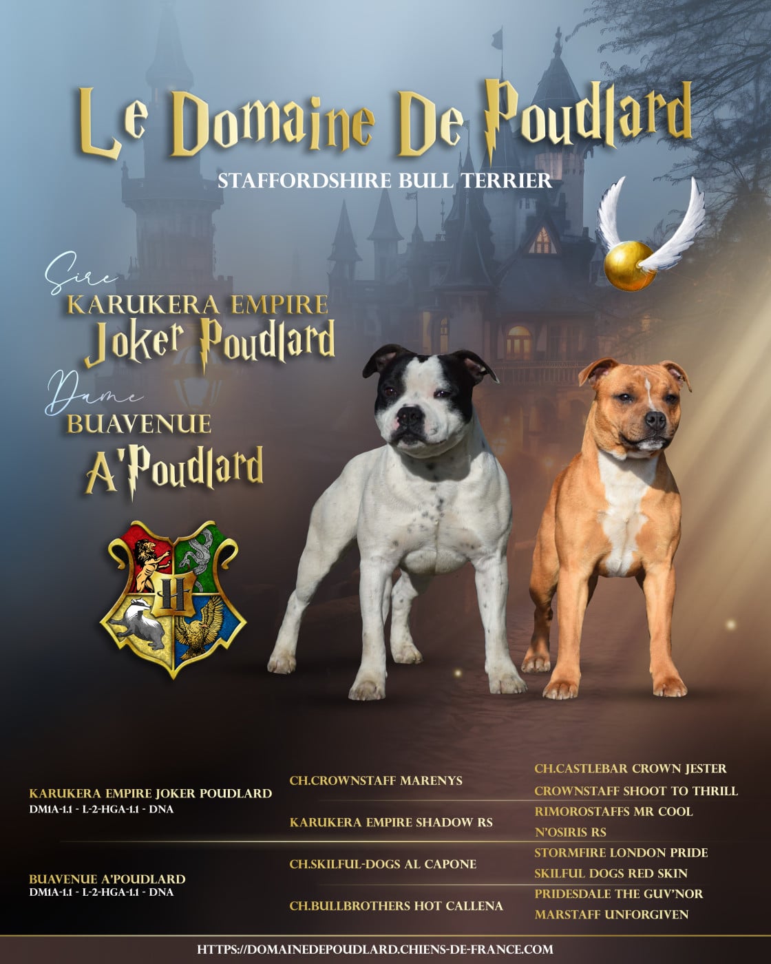 Staffordshire Bull Terrier - du Domaine de Poudlard