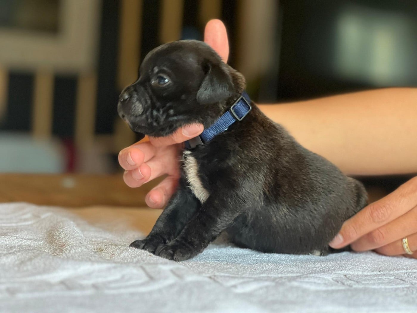 Chiot N°2 - Staffordshire Bull Terrier