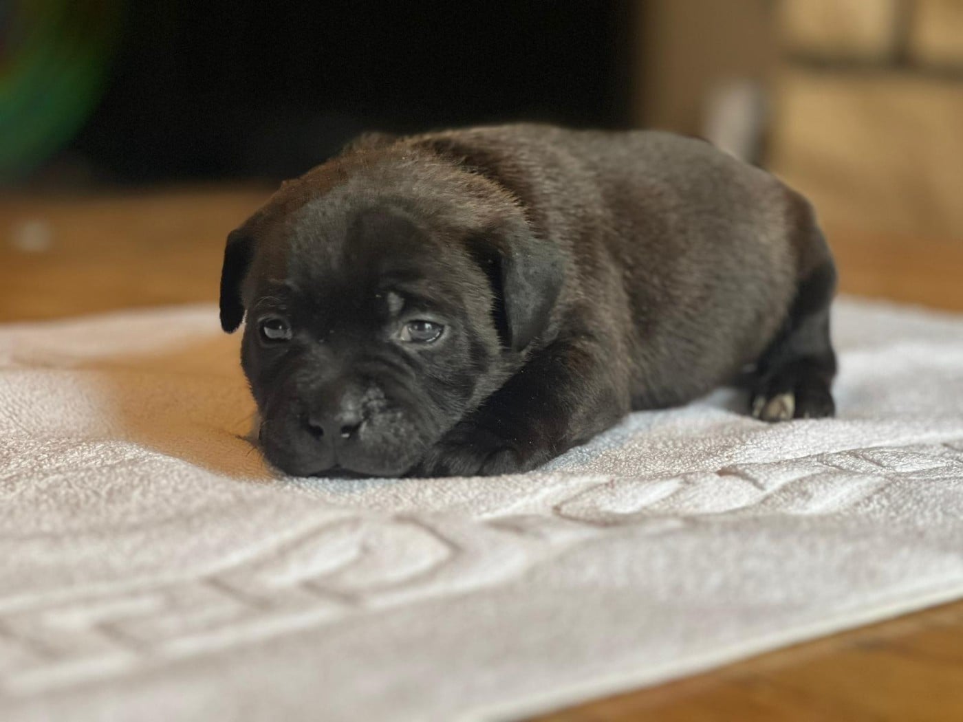 Chiot N°5 - Staffordshire Bull Terrier