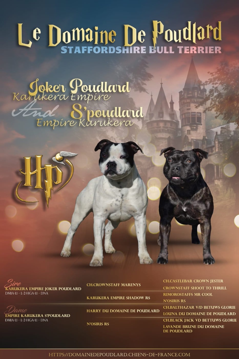 Chiot N°7 - Staffordshire Bull Terrier