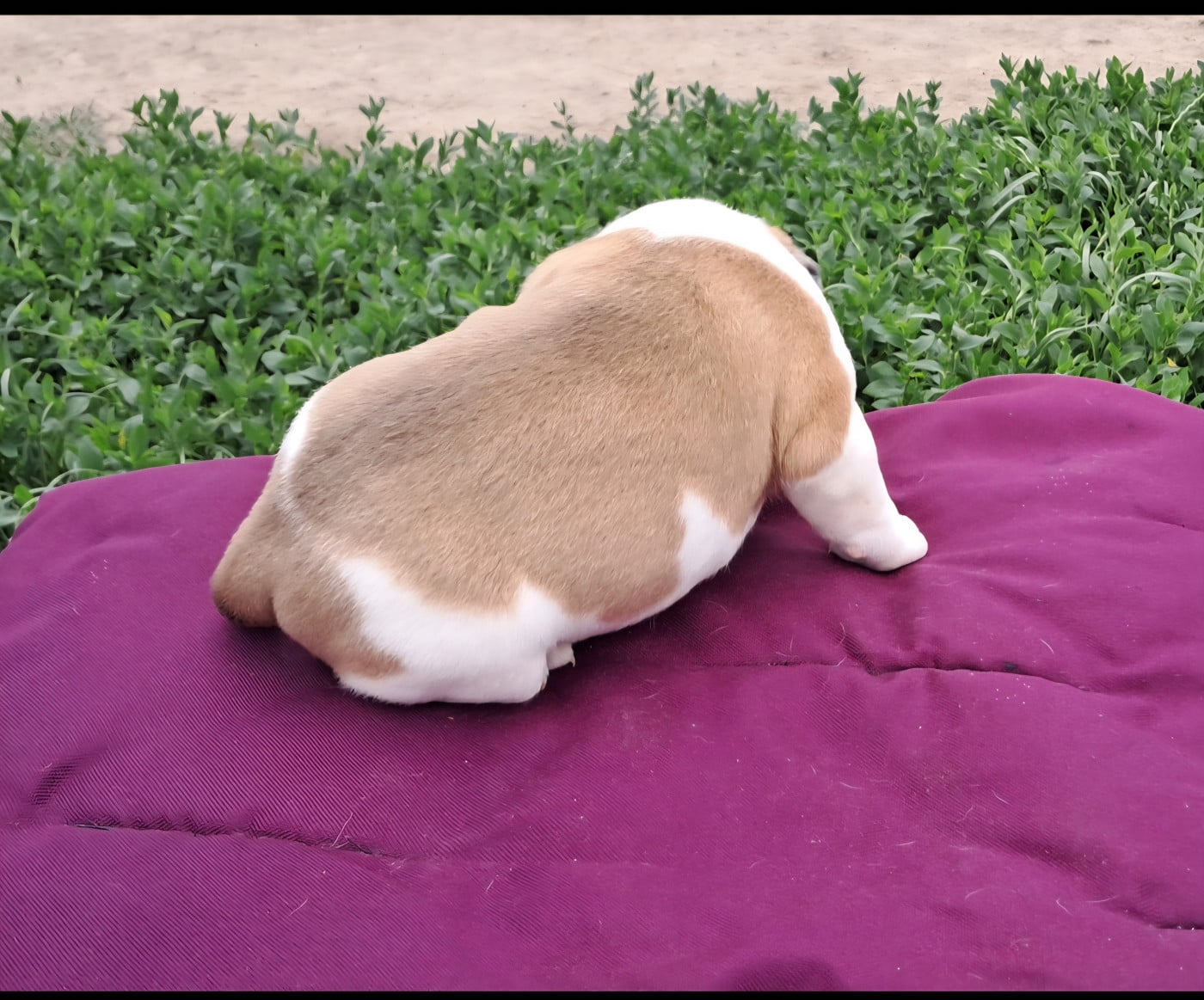 Chiot N°2