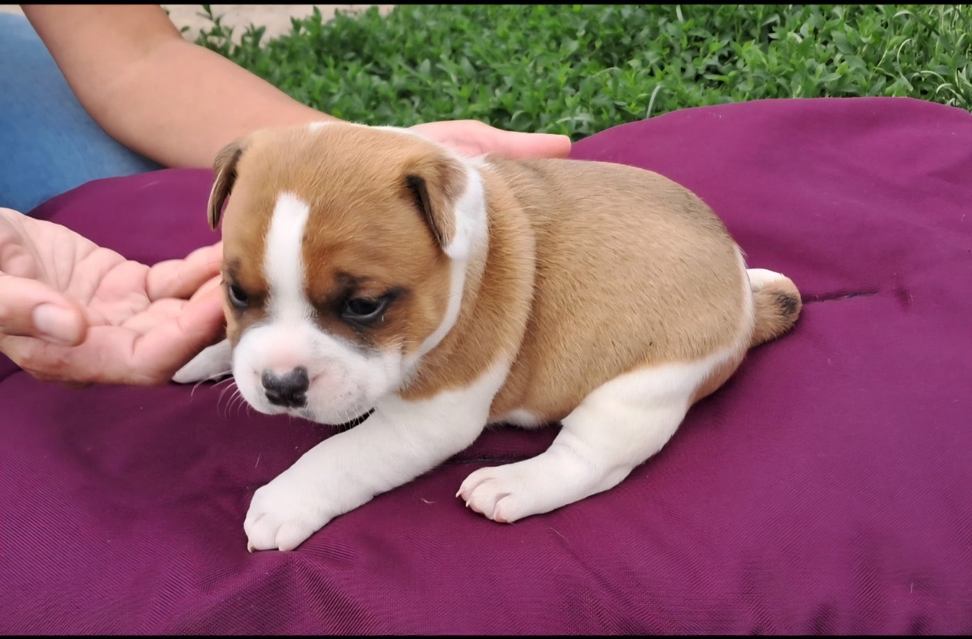Chiot N°3