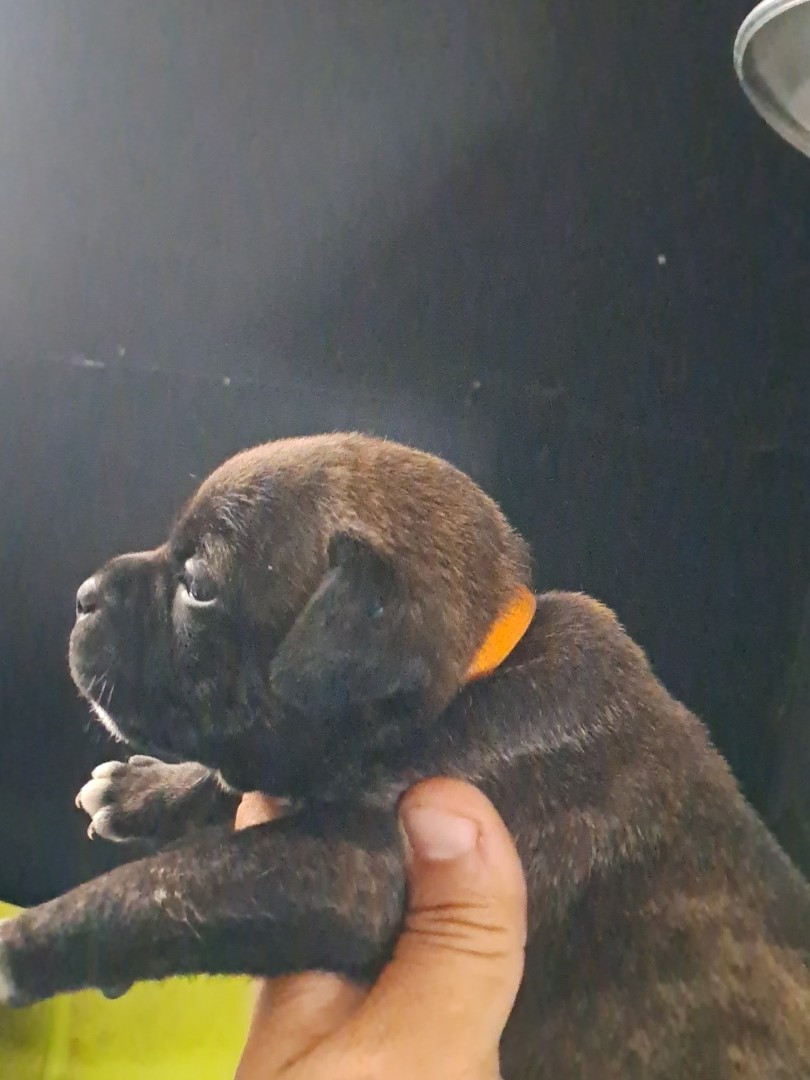 Staffordshire Bull Terrier - du Domaine de Poudlard