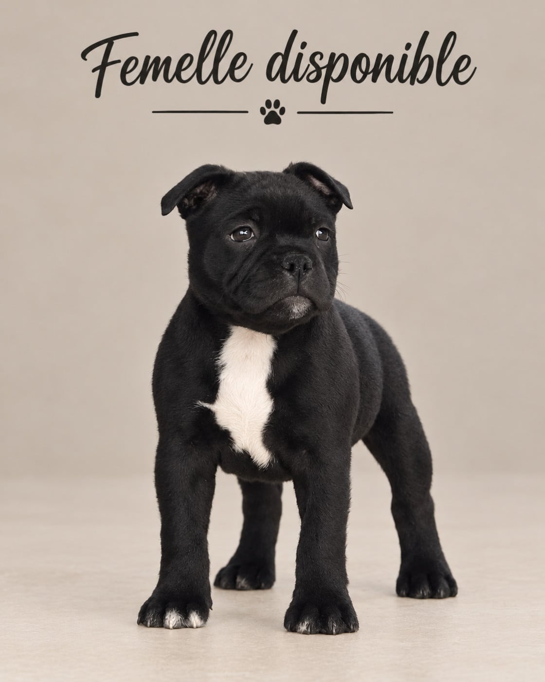 Chiot N°5