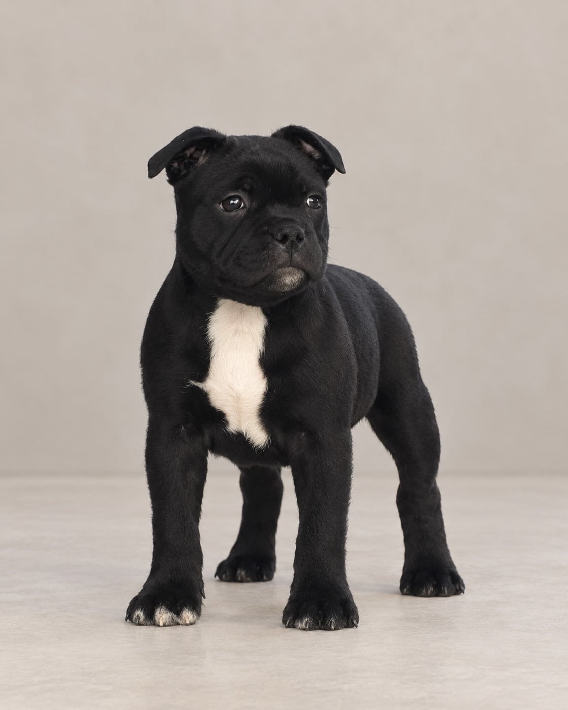 Chiot N°5