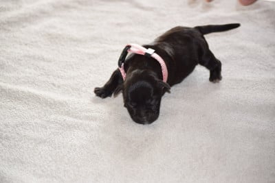 Les chiots de Staffordshire Bull Terrier