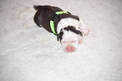 Les chiots de Staffordshire Bull Terrier