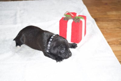 Les chiots de Staffordshire Bull Terrier