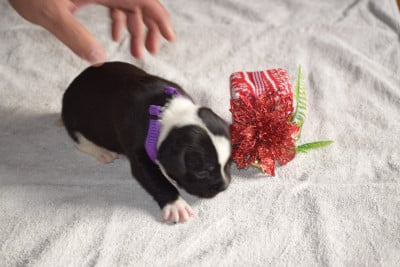 Les chiots de Staffordshire Bull Terrier