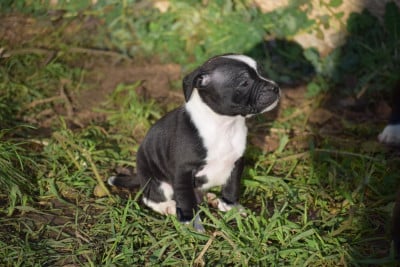 Les chiots de Staffordshire Bull Terrier