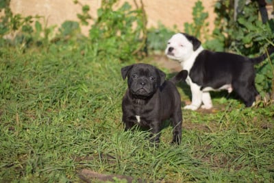 Les chiots de Staffordshire Bull Terrier