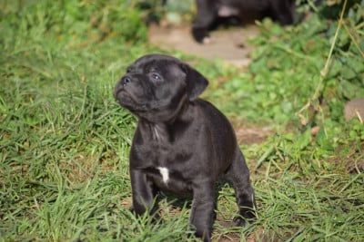 Les chiots de Staffordshire Bull Terrier