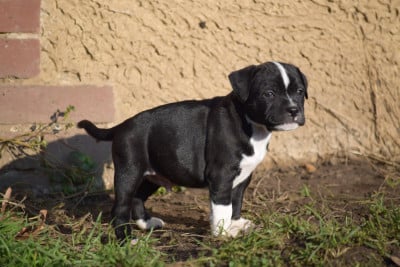 Les chiots de Staffordshire Bull Terrier