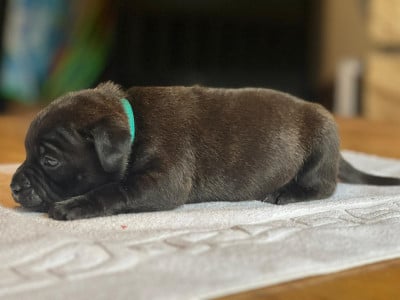 Les chiots de Staffordshire Bull Terrier