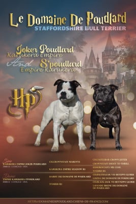 Les chiots de Staffordshire Bull Terrier