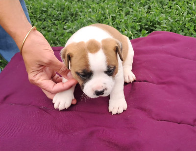 Les chiots de Staffordshire Bull Terrier