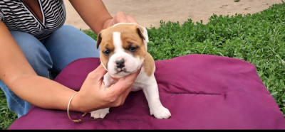 Les chiots de Staffordshire Bull Terrier