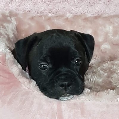 Les chiots de Staffordshire Bull Terrier