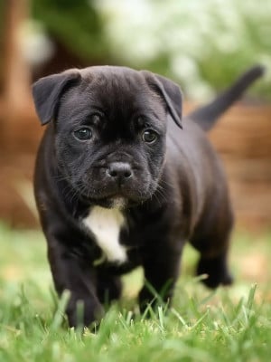 Les chiots de Staffordshire Bull Terrier