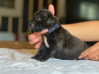 Staffordshire Bull Terrier