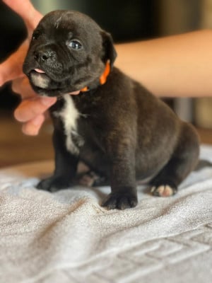 Les chiots de Staffordshire Bull Terrier