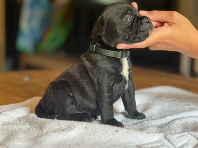 Les chiots de Staffordshire Bull Terrier