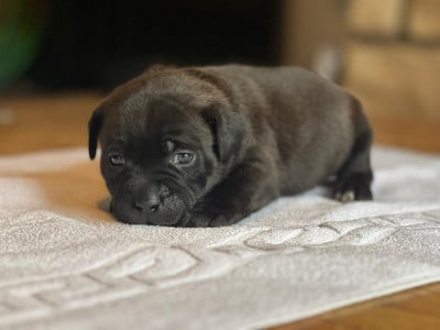Les chiots de Staffordshire Bull Terrier