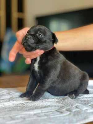 Les chiots de Staffordshire Bull Terrier
