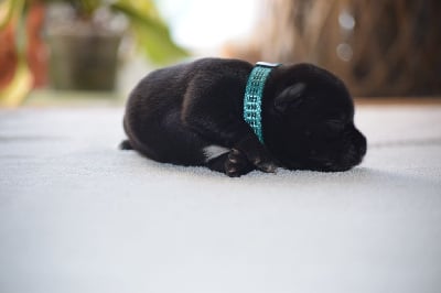 Les chiots de Staffordshire Bull Terrier