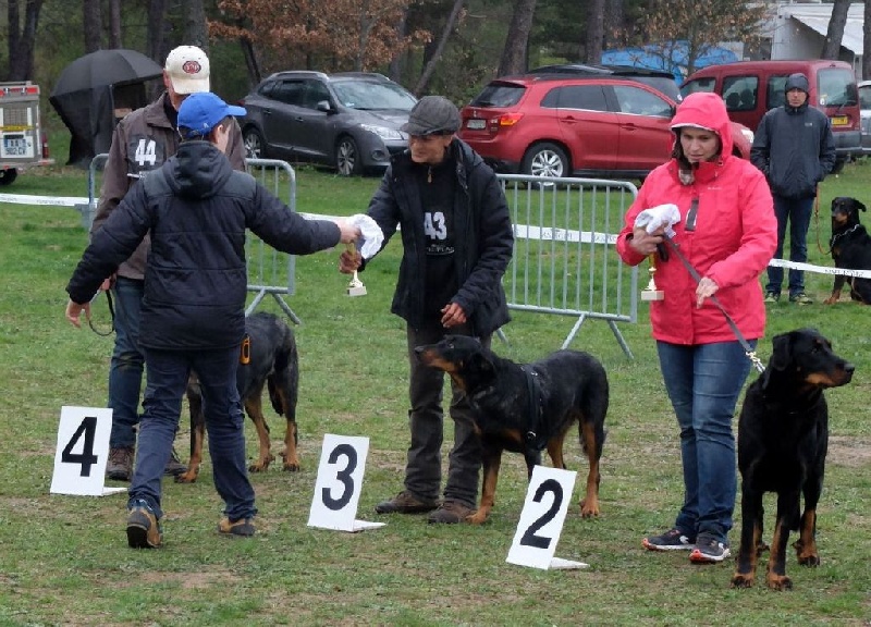 Isidore bleu des templiers de montfort - 3ème meilleure femelle (classe ouverte)