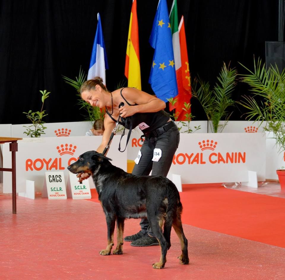 Isidore bleu des templiers de montfort - 1er Excellent - CACS