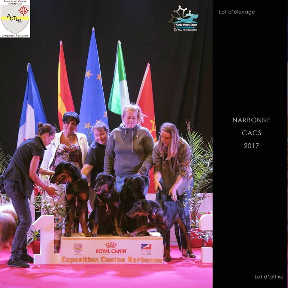 Isidore bleu des templiers de montfort - 1er Lot d'élevage