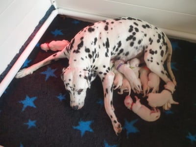 Les chiots de Dalmatien